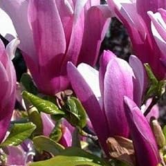 Magnolia susan tree for sale  Delivered anywhere in UK