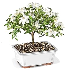 Brussel live gardenia for sale  Delivered anywhere in USA 