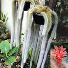 Monkey tail cactus for sale  Delivered anywhere in USA 