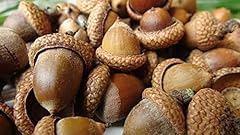 150 grammi ghiande usato  Spedito ovunque in Italia 