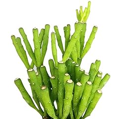 Dancing bones hatiora for sale  Delivered anywhere in USA 