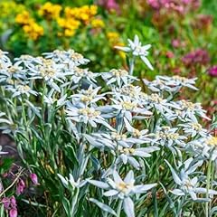 Edelweiss alpes leontopodium d'occasion  Livré partout en France