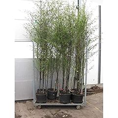 Phyllostachys nigra topf gebraucht kaufen  Wird an jeden Ort in Deutschland