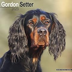 Gordon setter calendar for sale  Delivered anywhere in Ireland