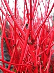 Rotholz hartriegel cornus gebraucht kaufen  Wird an jeden Ort in Deutschland