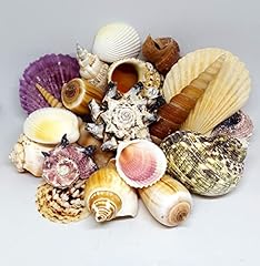 Medium seashells natural for sale  Delivered anywhere in Ireland