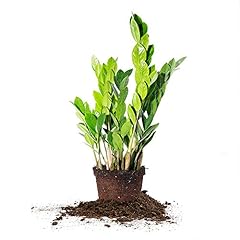 Perfect plants plant for sale  Delivered anywhere in USA 