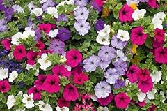Semi fiori petunia usato  Spedito ovunque in Italia 