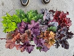 Powers flowers heuchera usato  Spedito ovunque in Italia 