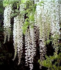 White wisteria vine for sale  Delivered anywhere in USA 