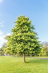 Pin oak tree for sale  Delivered anywhere in USA 