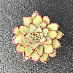 Live succulent echeveria for sale  Delivered anywhere in USA 