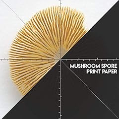Mushroom spore print for sale  Delivered anywhere in USA 