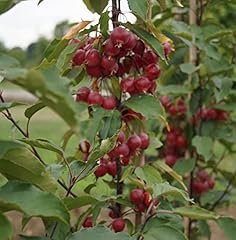 Zierapfel red belisk gebraucht kaufen  Wird an jeden Ort in Deutschland