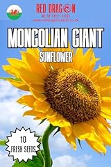 Mongolian giant sunflower for sale  Delivered anywhere in Ireland
