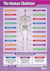 Human skeleton science for sale  Delivered anywhere in UK