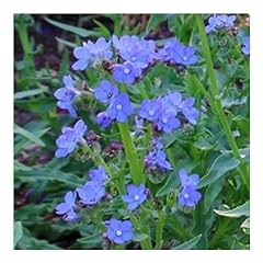 Anchusa capensis blue for sale  Delivered anywhere in UK