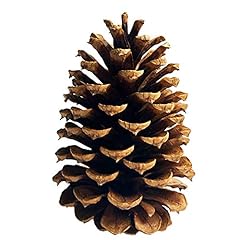 Dkkrrnt pinecones tall for sale  Delivered anywhere in USA 