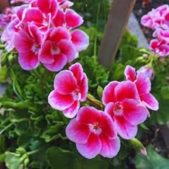 Set geranium plants for sale  Delivered anywhere in USA 