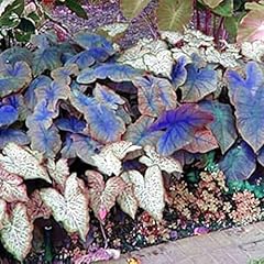 Bulbes hosta vivaces d'occasion  Livré partout en France