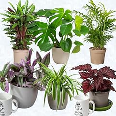 House plants indoor for sale  Delivered anywhere in UK