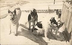Dog sled pups for sale  Delivered anywhere in USA 
