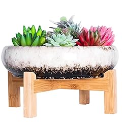 Artketty succulent plant for sale  Delivered anywhere in UK