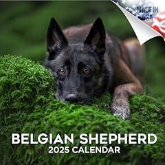 2024 2025 belgian for sale  Delivered anywhere in USA 