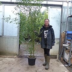 Large bamboo plants for sale  Delivered anywhere in UK