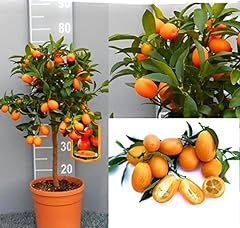 Kumquat agrume mandarino cinese vaso 24 3 anni pianta con frutti maturi usato  Spedito ovunque in Italia 