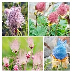 100 seed prairie for sale  Delivered anywhere in USA 