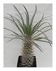 Pachypodium mikea madagaskar gebraucht kaufen  Wird an jeden Ort in Deutschland