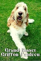 Grand basset griffon d'occasion  Livré partout en France