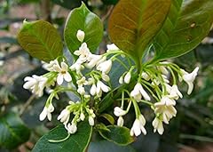 Pianta osmanthus fragrans usato  Spedito ovunque in Italia 