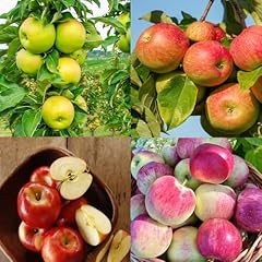 Apple fruit tree for sale  Delivered anywhere in USA 