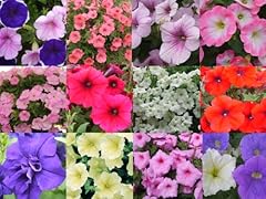 Petunia surfinia mixed for sale  Delivered anywhere in Ireland