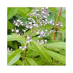 Verbena lemon aloysia for sale  Delivered anywhere in UK