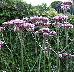 Verbena bonariensis perennial for sale  Delivered anywhere in UK