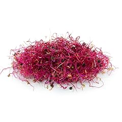 Italian sprout semi usato  Spedito ovunque in Italia 