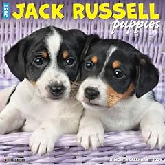 Jack russell puppies for sale  Delivered anywhere in UK