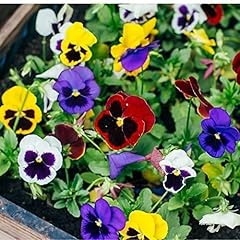 Flowering plants pansy for sale  Delivered anywhere in UK