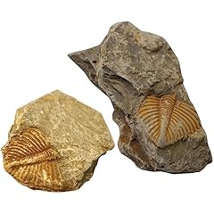 2pcs real trilobite for sale  Delivered anywhere in USA 
