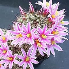 Semi mammillaria blossfeldiana for sale  Delivered anywhere in UK