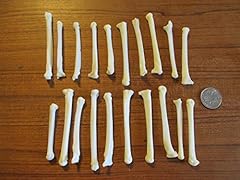 Real coyote paw for sale  Delivered anywhere in USA 