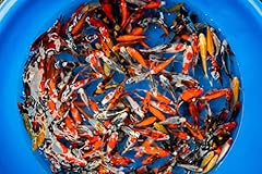 Imported japanese koi for sale  Delivered anywhere in USA 