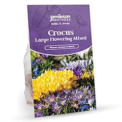 Crocus bulbs large for sale  Delivered anywhere in UK