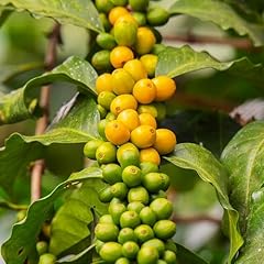 Kviter arabian coffee for sale  Delivered anywhere in USA 