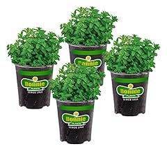 Bonnie plants lemon for sale  Delivered anywhere in USA 