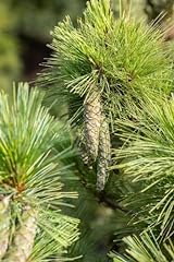 Pinus schwerinii waldkiefer gebraucht kaufen  Wird an jeden Ort in Deutschland