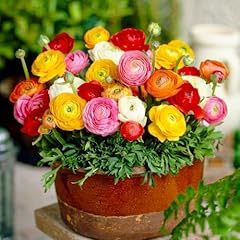 Collezione bulbi ranunculus usato  Spedito ovunque in Italia 